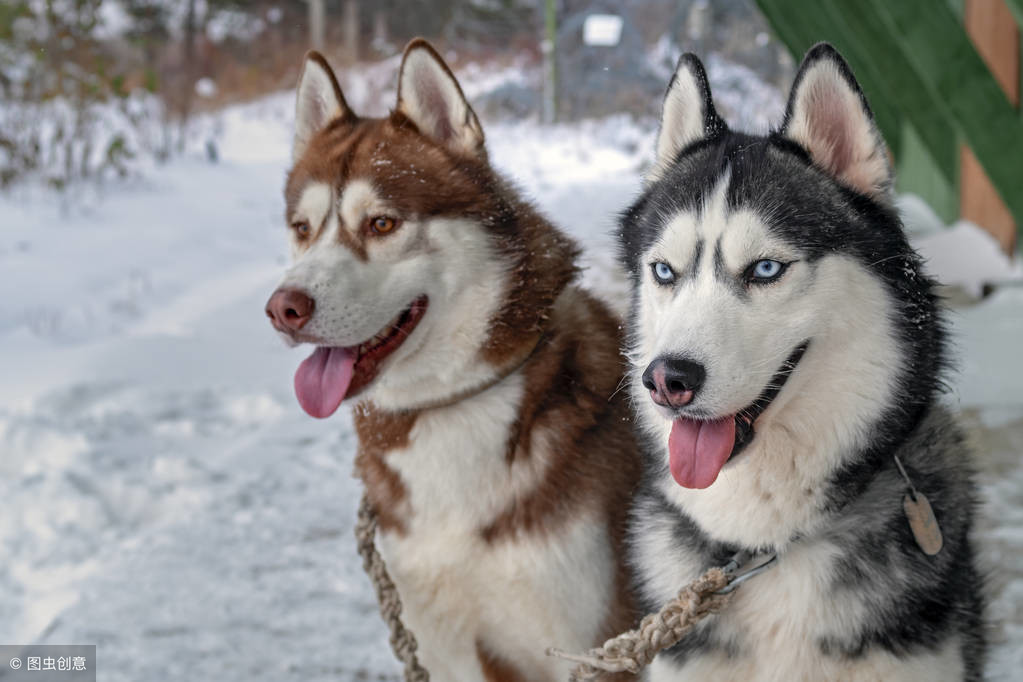 原来哈士奇可以这么帅？雪地竞赛中的它们，不是军犬胜似军犬！