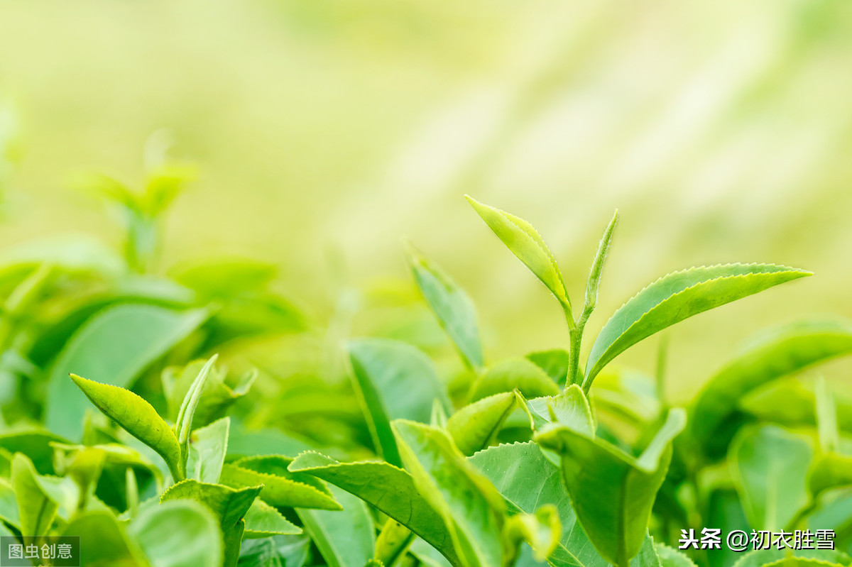 穀雨發關於茶的說說(摘穀雨茶的說說) _晶羽文學網