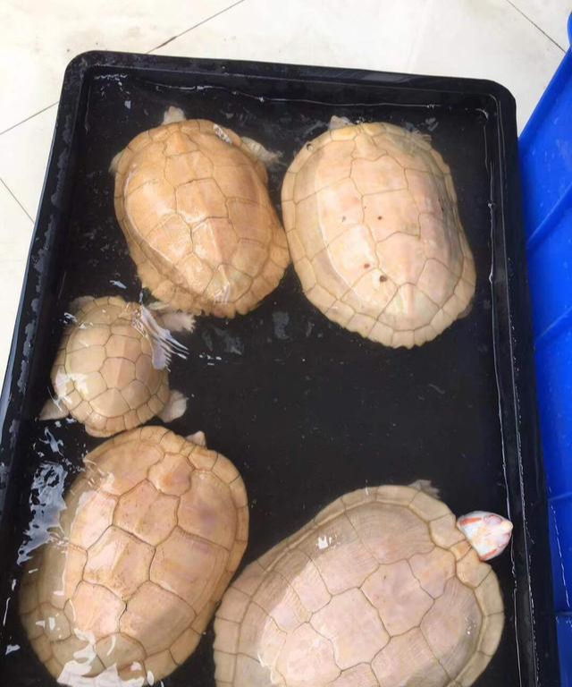 龟友真实案例：喂食龟龟用什么是最好的