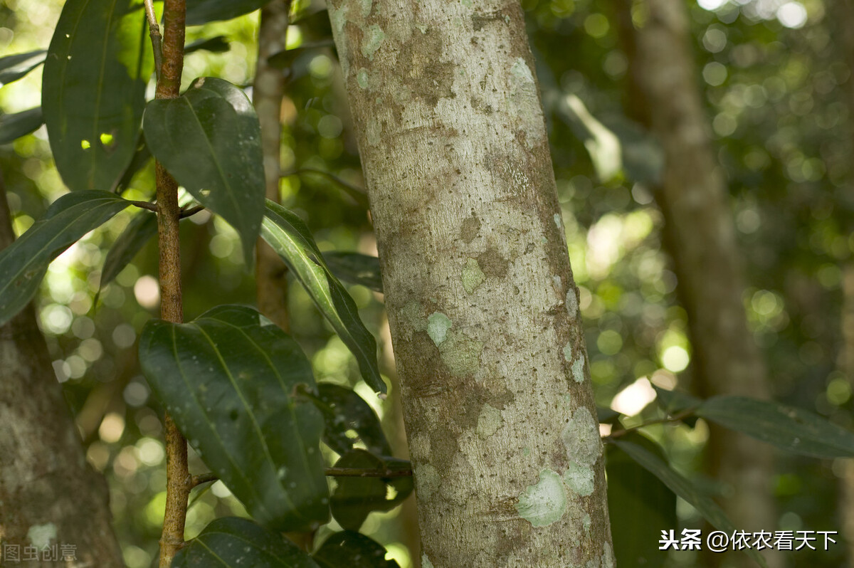 扒桂皮作香料桂花樹不就死了嗎桂花樹是不是桂皮