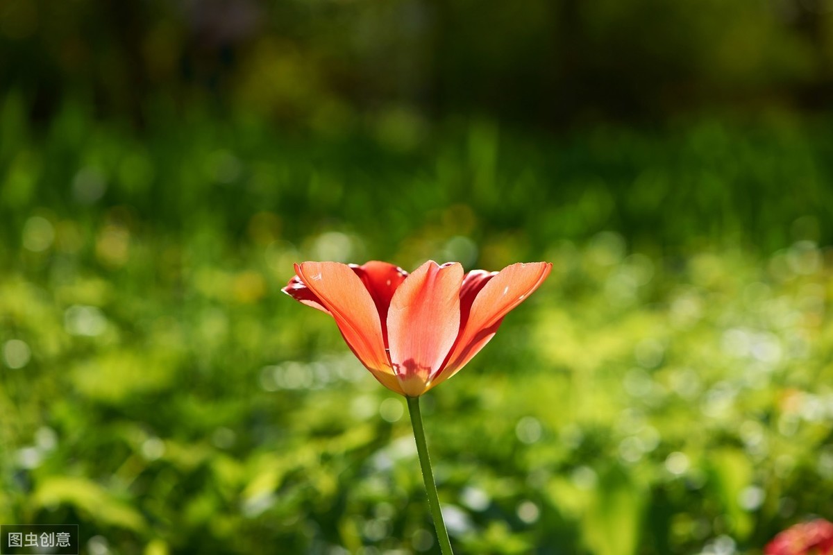 南宋叶绍翁的经典诗词15首，春色满园关不住，一枝红杏出墙来。