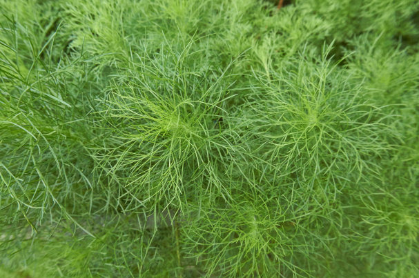 孜然是什么植物的种子(孜然别名孜然芹,富含精油,气味芳香浓烈)