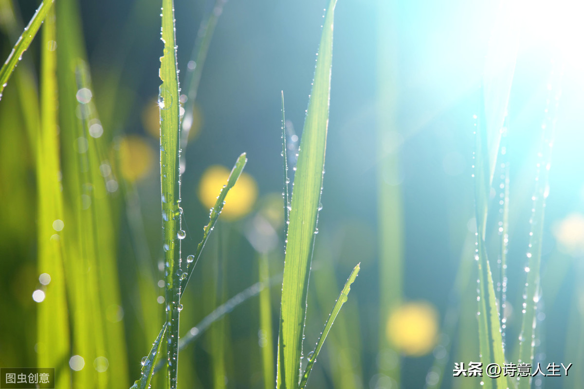 梦中绿草地，心悦向阳开