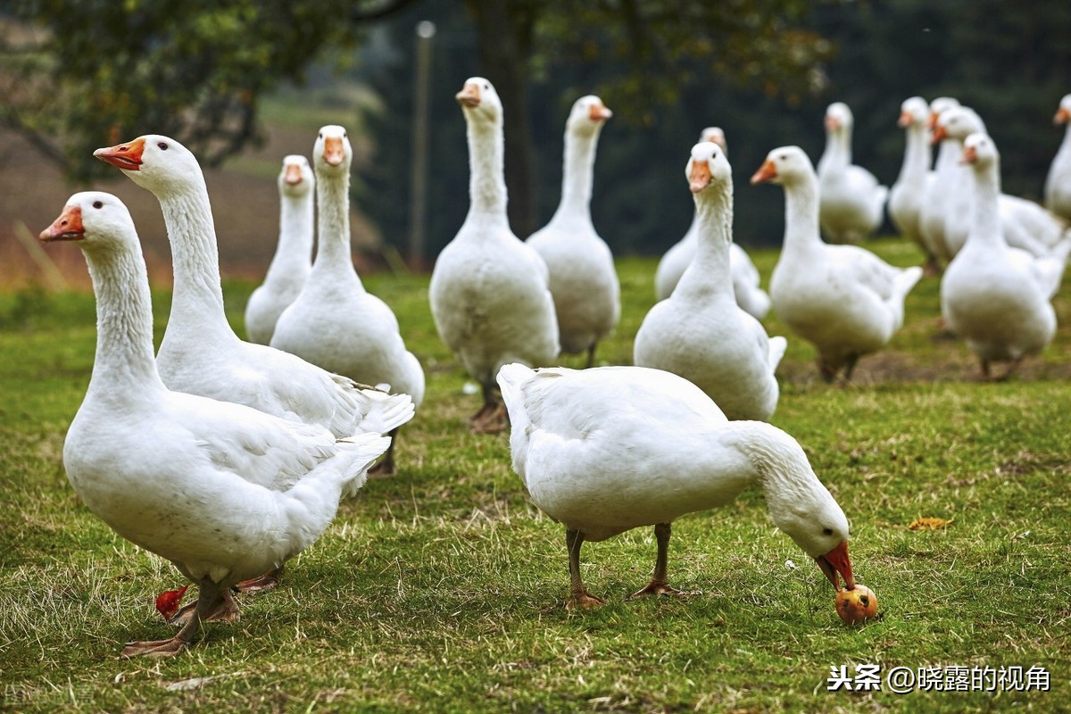 在隆昌，我幸运地遇见鹅洞飞雪