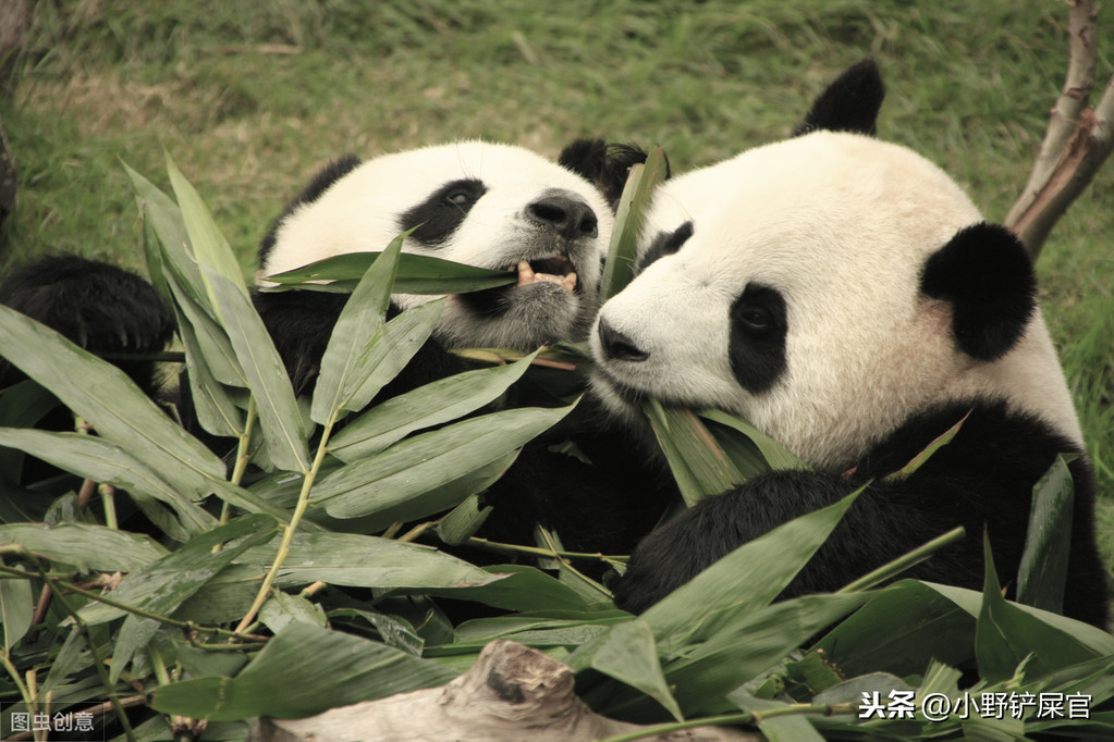 世界上动物千千万，为什么只有大熊猫是国宝？《山海经》来告诉你