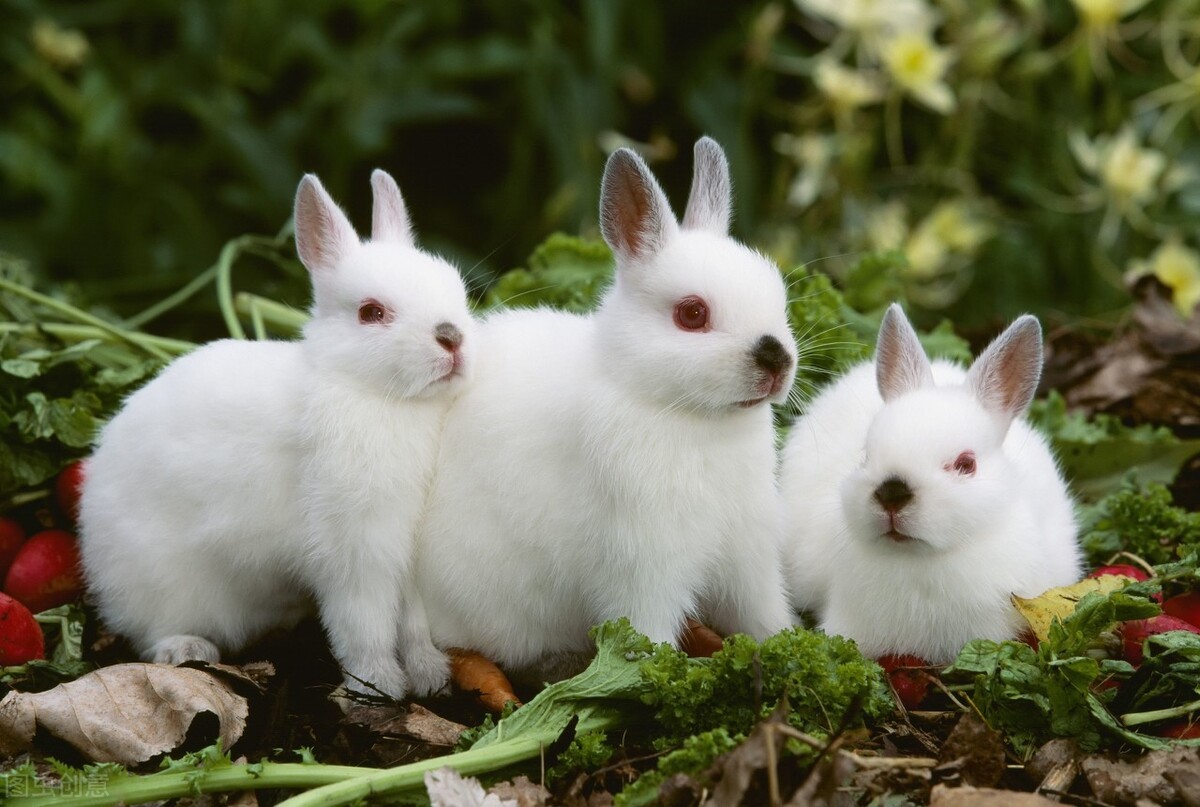 宠物兔子寿命（一文带你揭秘兔子究竟能活多少年）