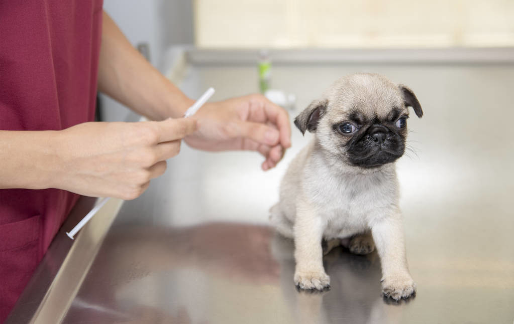 宠物医生给狗狗打针的时候为什么会和它说话呢？是因为无聊吗
