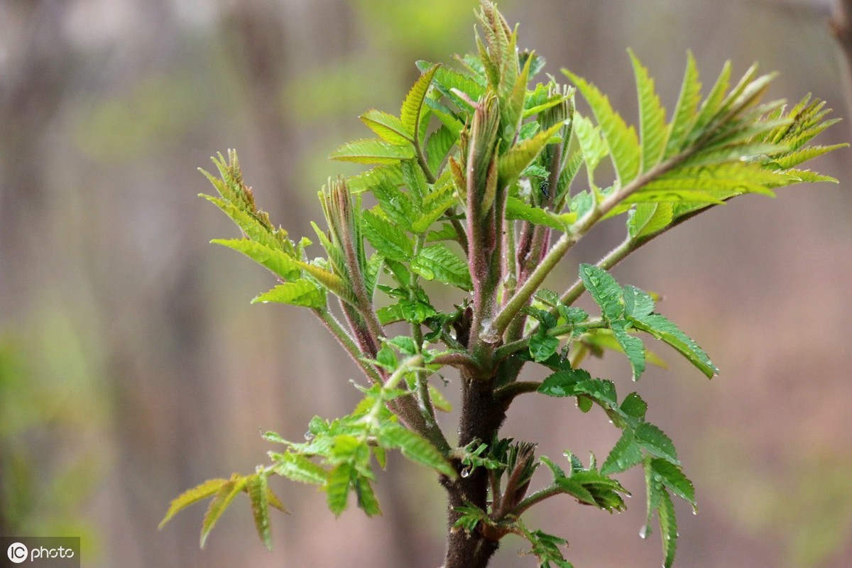 香椿树种植技术（手把手教你种香椿芽掌握6个关键技术）