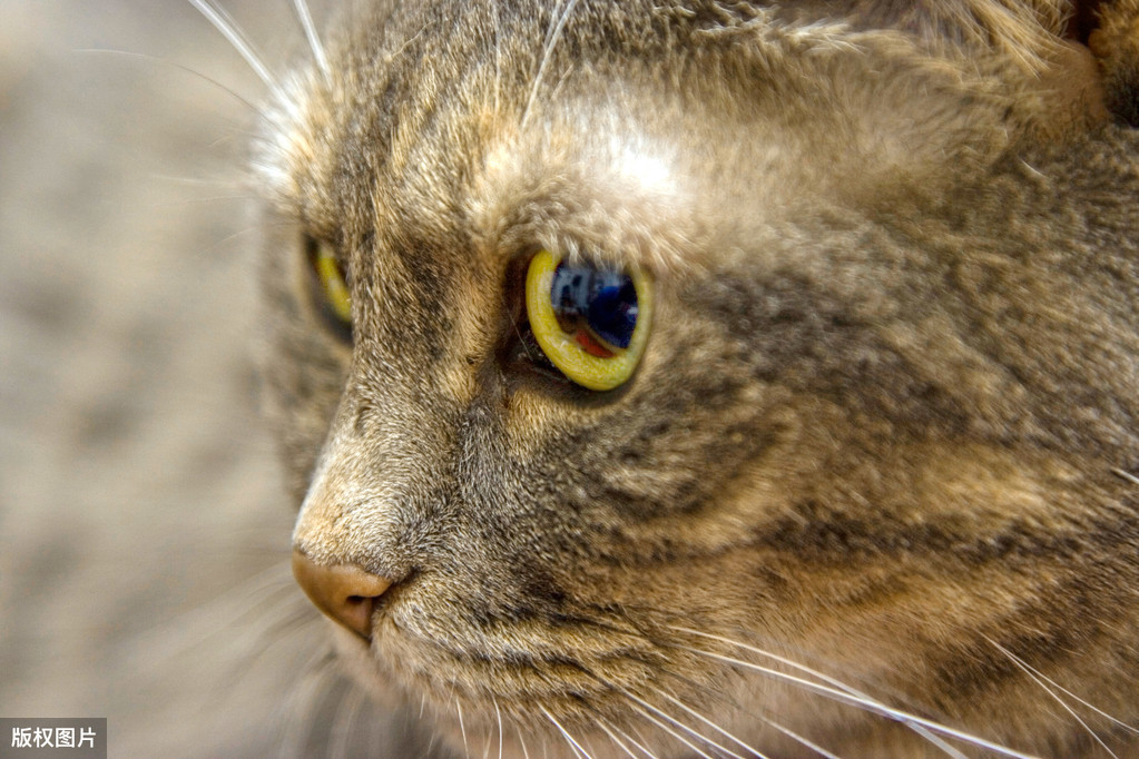 猫咪的鼻子会变色，是什么原因造成的？猫咪主人需要为此担心吗？