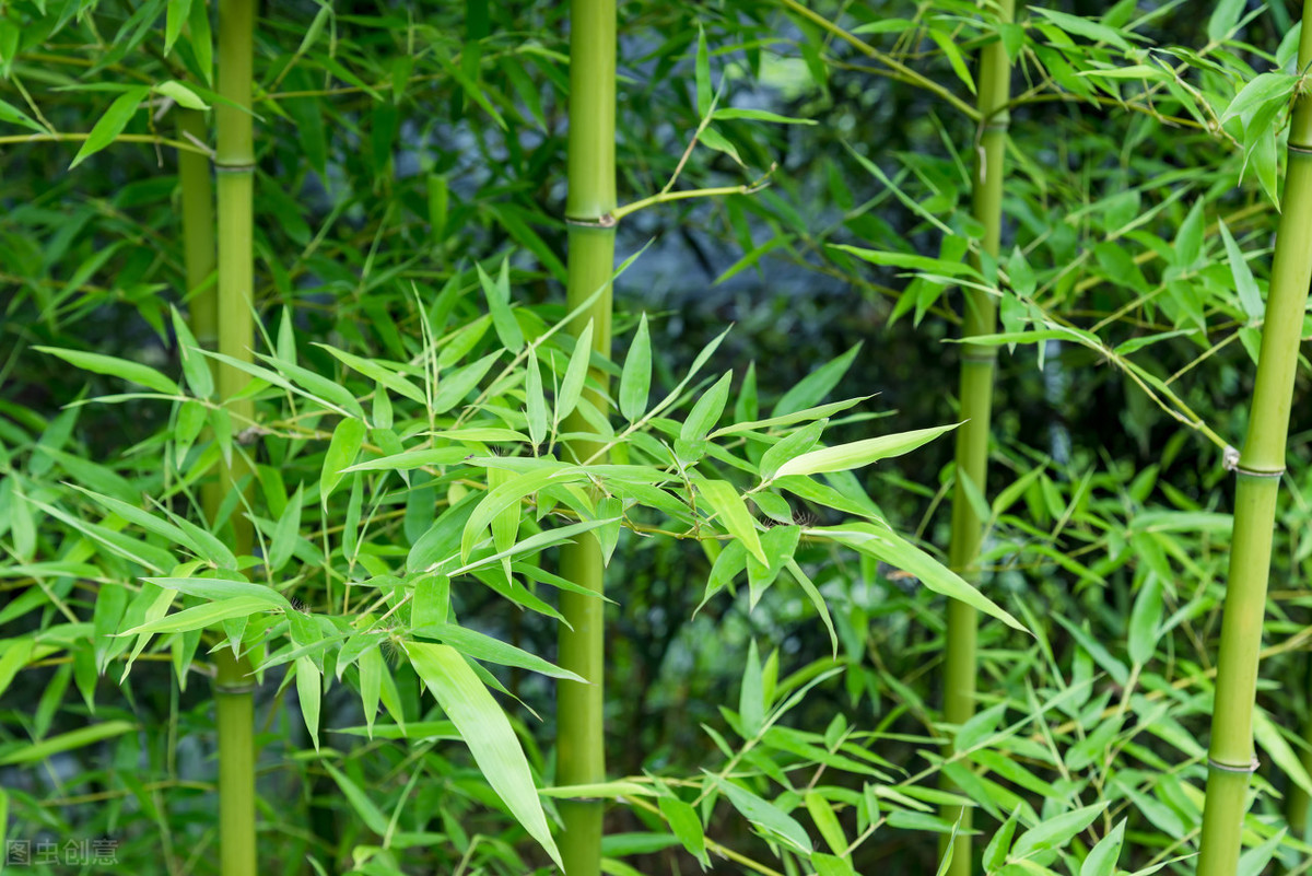 微信植物竹子图片