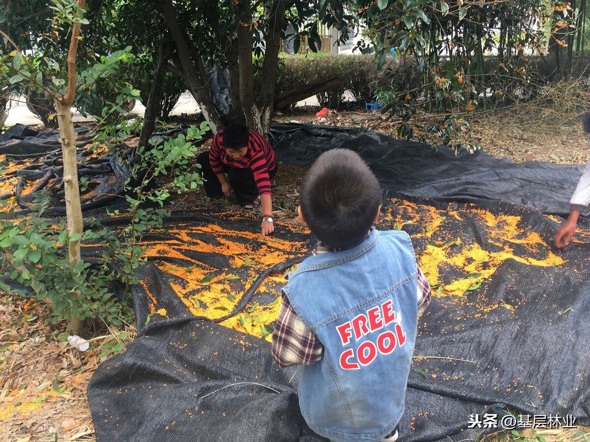 桂花什么时候摘最香最好（桂花采摘时机和采摘技巧）