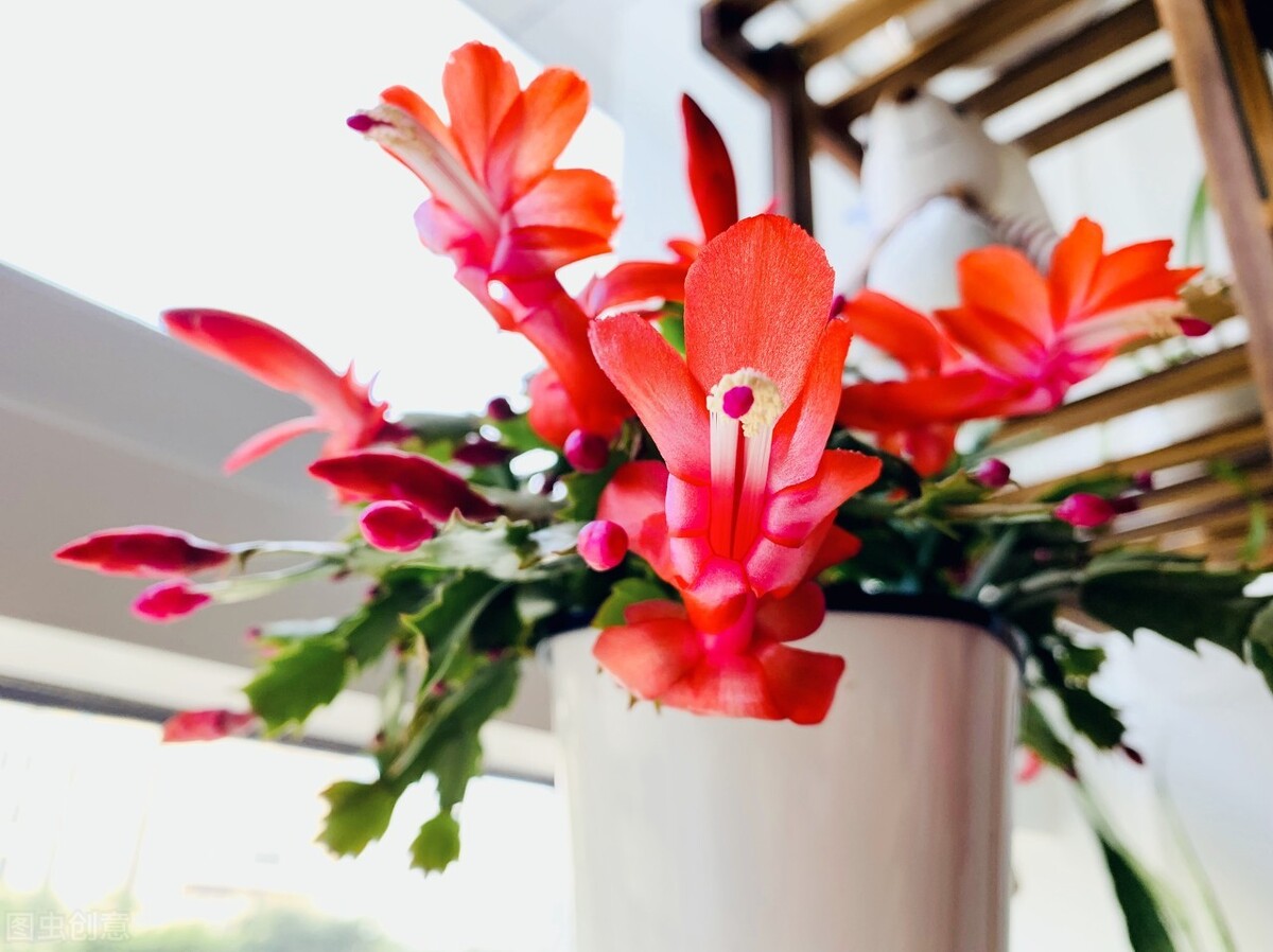 这“6种”花开如火的盆栽，做年花摆在客厅最合适，喜庆又吉祥