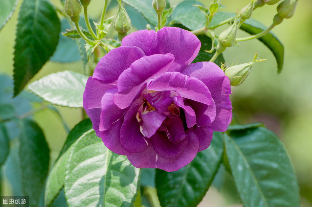 种植玫瑰花（学会这4个点轻松栽培养护好玫瑰）