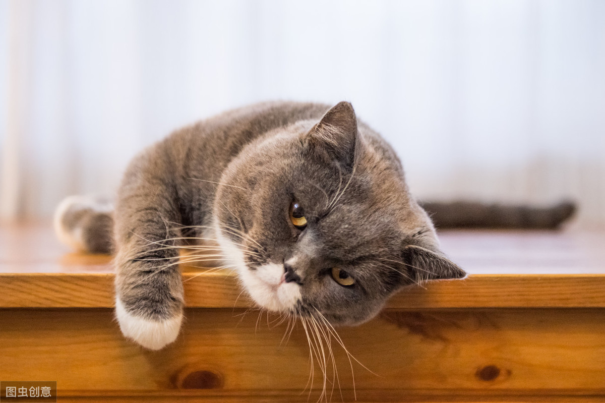 蓝猫的价格差距太大了，从几百到上万，中间隔着6大差距