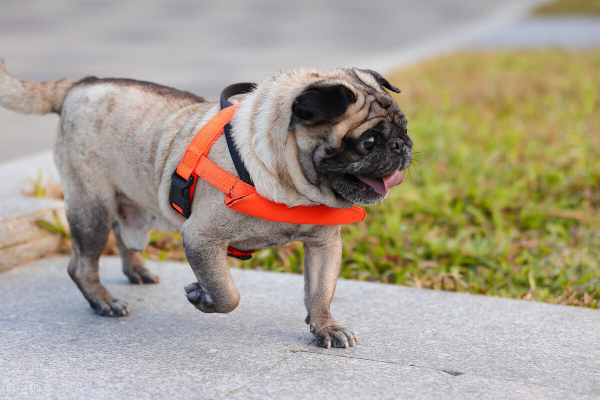 小狗的價格和品種圖片受歡迎的10種小型犬