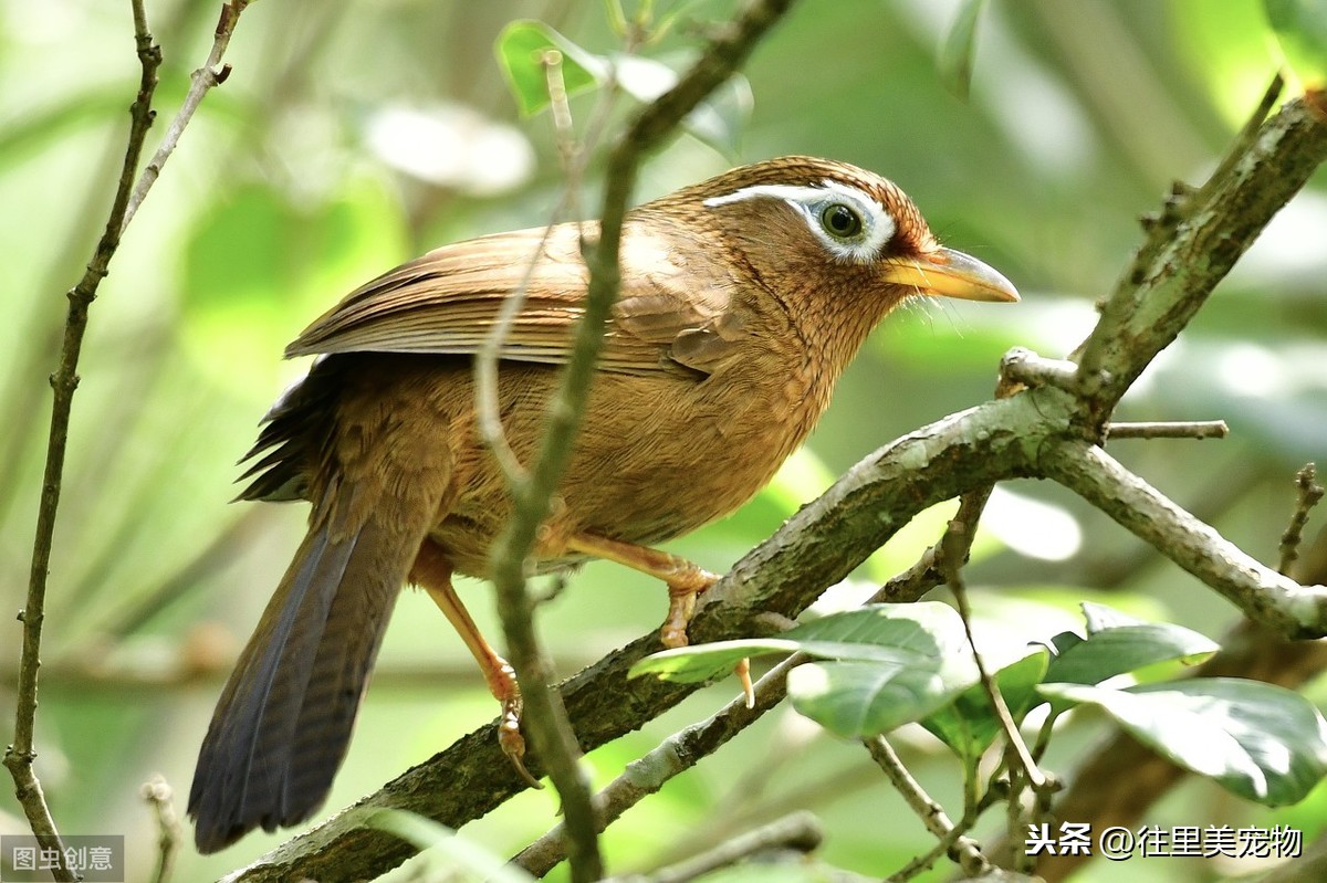 野生畫眉鳥膛音洪亮,打鬥兇狠,但對其馴養也如想的那麼簡單嗎?