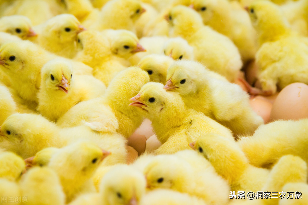 去年散养土鸡30元一斤，今年半价出售还愁卖，养殖户该何去何从？