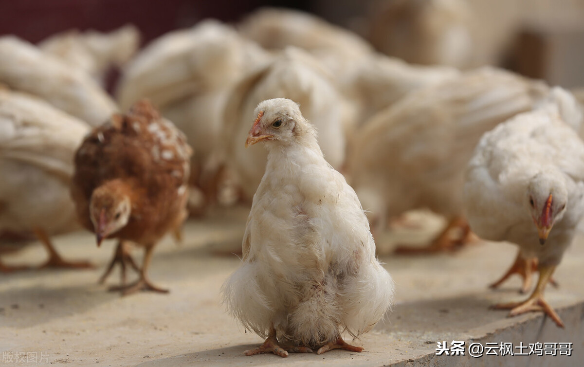 育雏小鸡糊肛的四大问题及解决方法