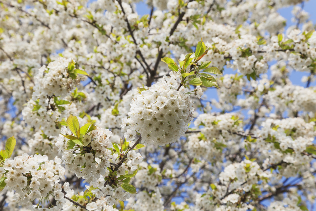 李子树什么时候开花（分享李子树的开花时间）