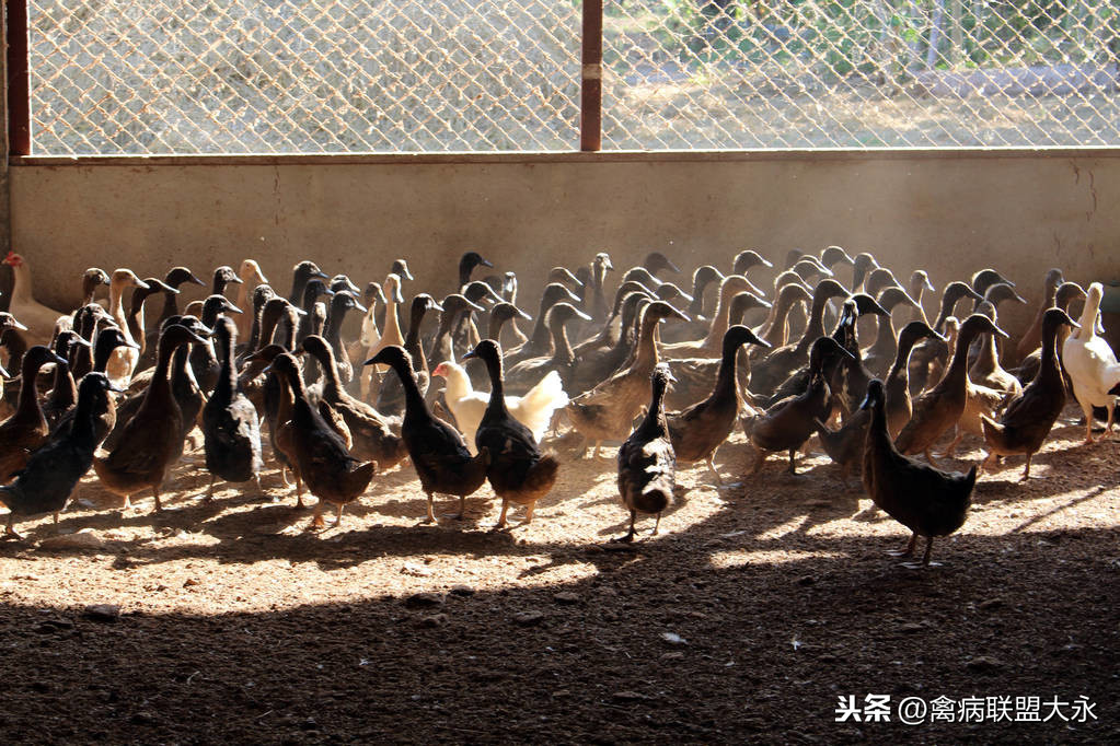 養鴨賺錢嗎,養雞養鴨賺錢嗎