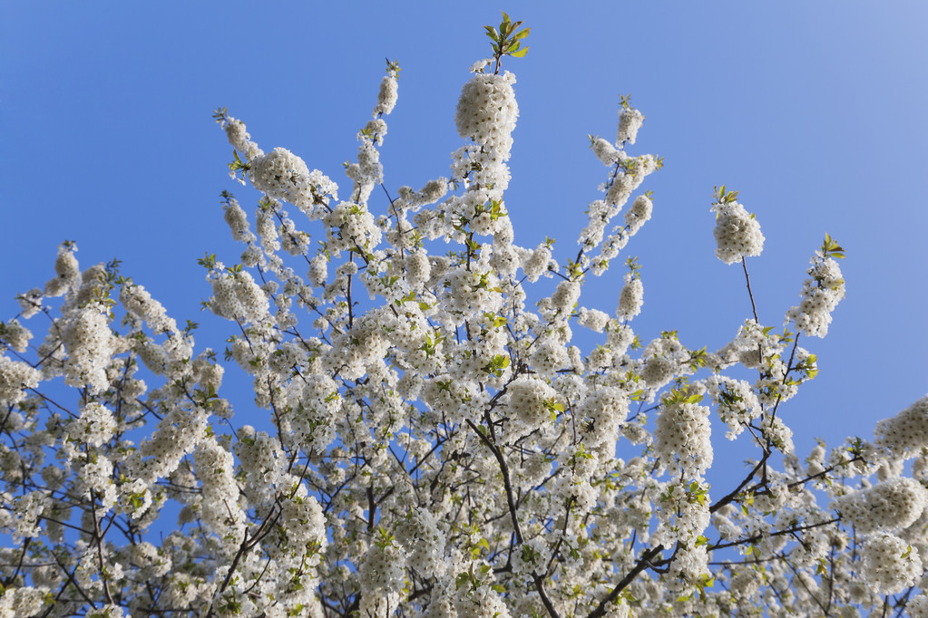 李子树什么时候开花（分享李子树的开花时间）