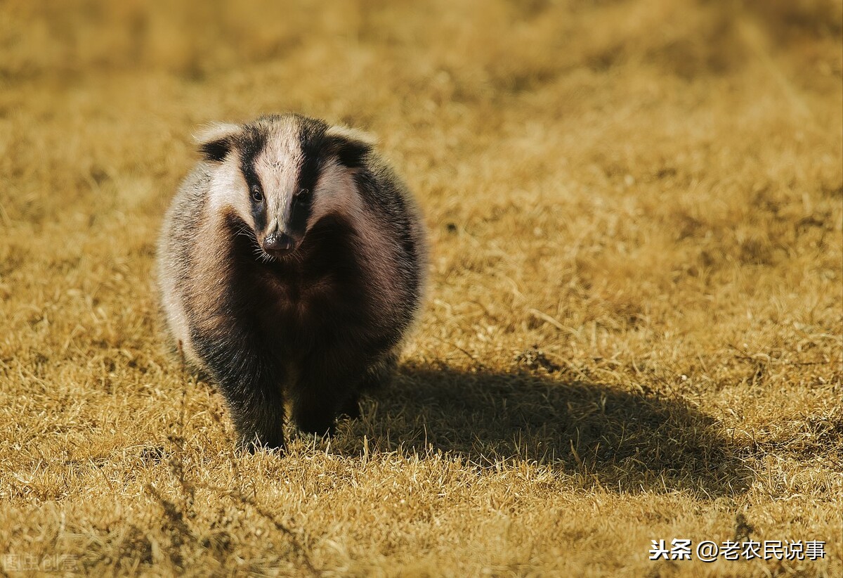 農村俗語:寧招獨身狼,不惹邪性獾,獾是什麼動物?有啥可怕的?