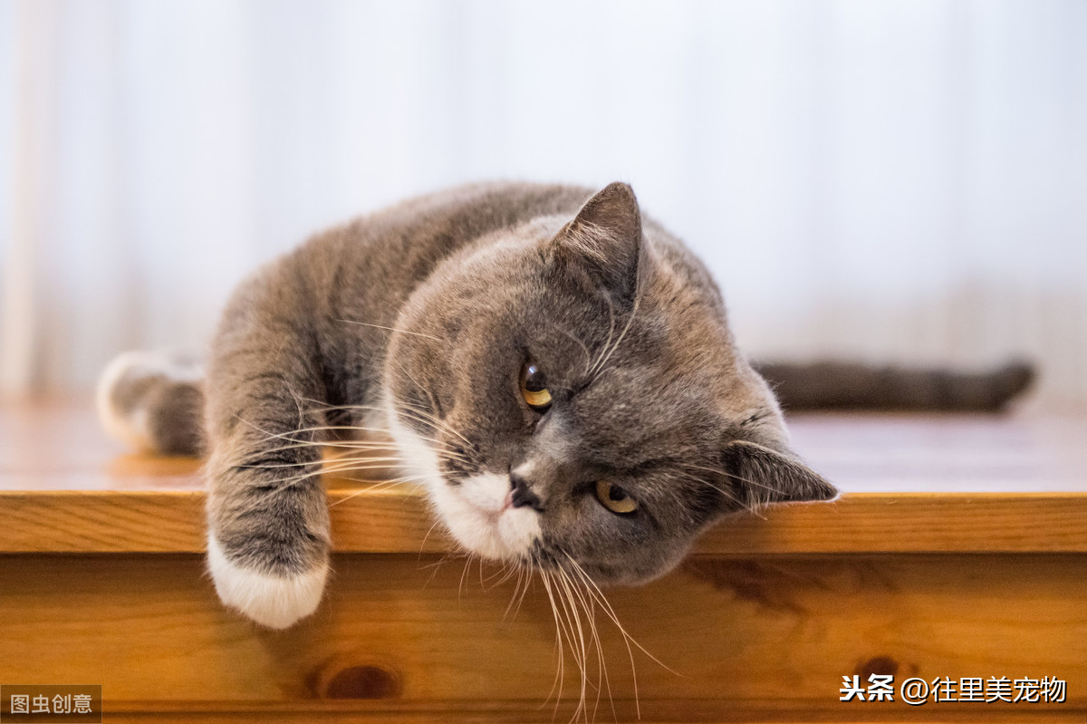 不是所有的英国短毛猫都值70万！就怕它是重点色金渐层