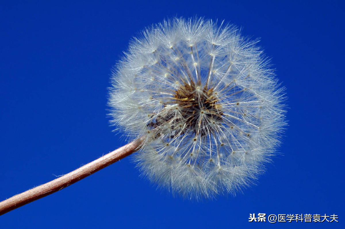 吃蒲公英有什么好处(妙吃蒲公英有六大好处，包括杀菌、解毒、增强抵抗力等)