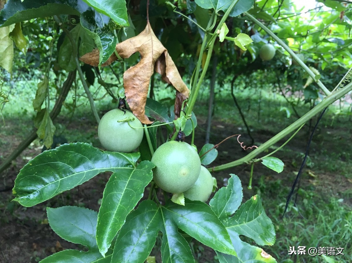 优秀习作---《雨中即景》