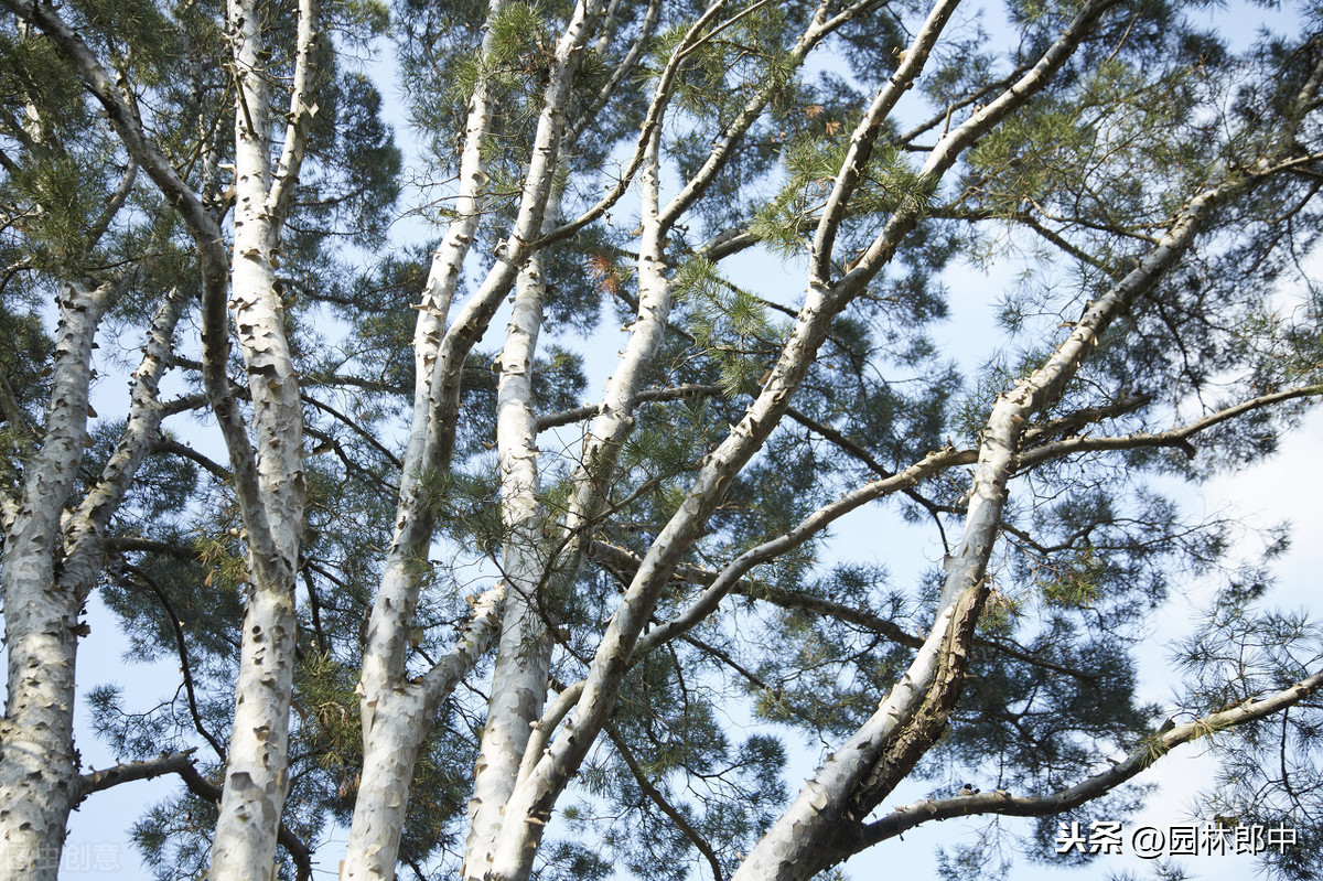 为什么一到夏季很多法桐就会出现大面积的树皮脱落现象？
