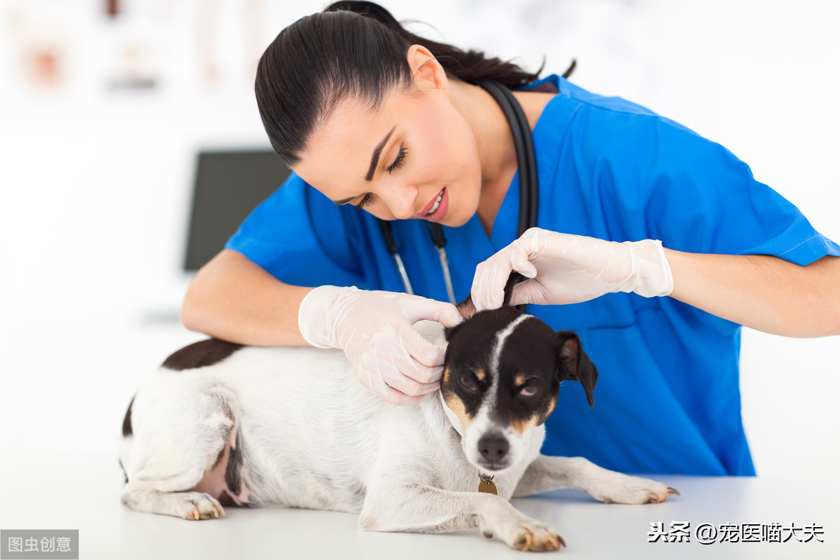 宠物健康：关于狗狗风湿病，你需要了解这些！