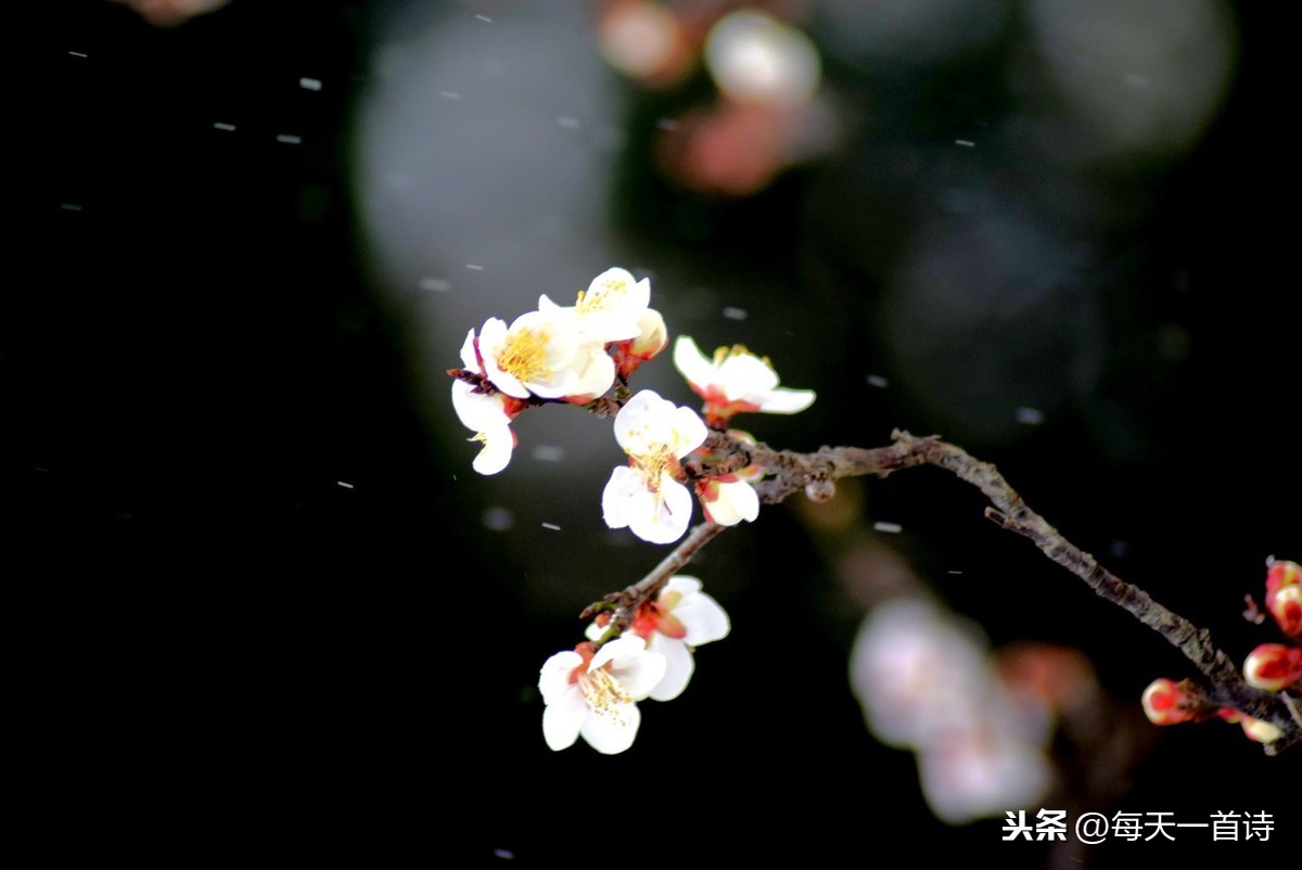 一朵花开，一杯清饮，一点心绪，一份灵感，一首诗歌,约一位佳人