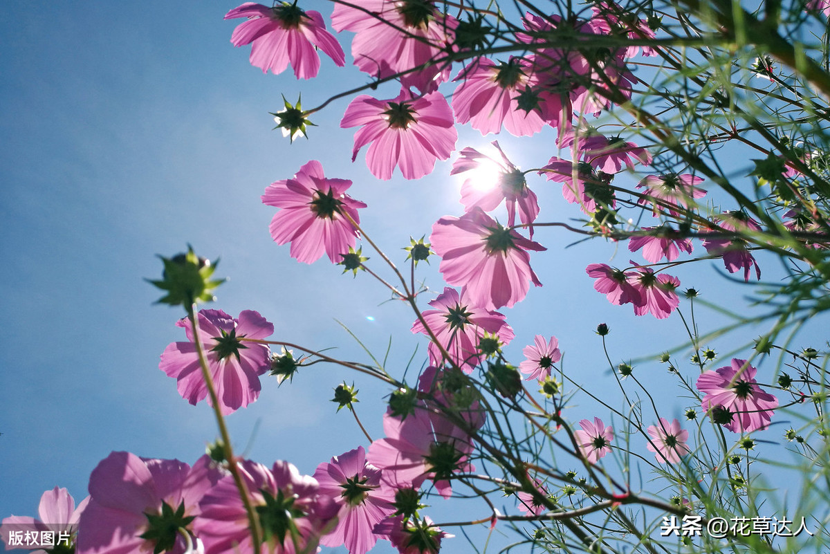 格桑花的花语和象征（详解格桑花代表的含义）