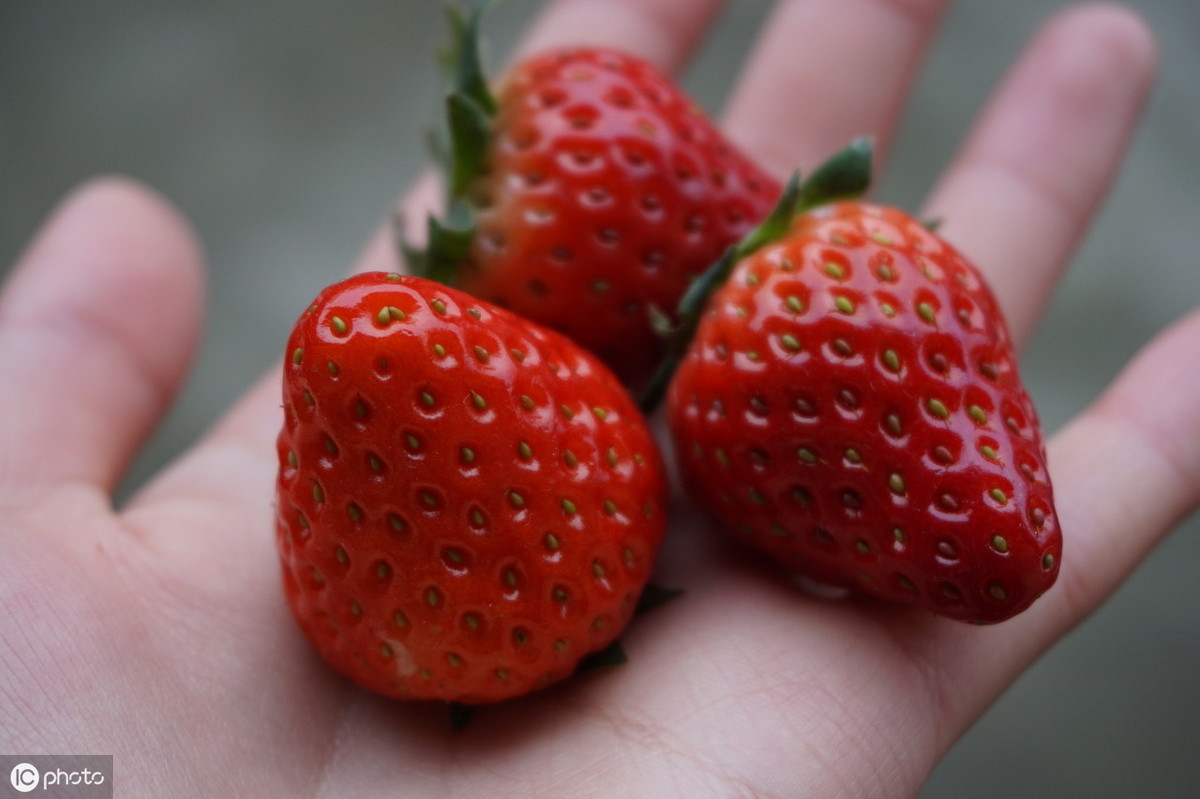 吃了那么多年草莓，吃的竟然不是它的果实