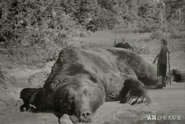 1915年，一头猛兽闯入村庄袭人，600人组成讨伐队也未将其制服