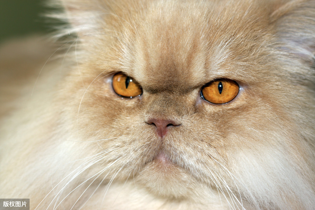 猫咪的鼻子会变色，是什么原因造成的？猫咪主人需要为此担心吗？