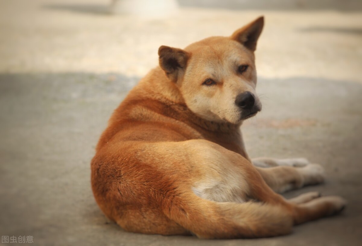 这7种狗是小偷的“克星”，中华田园犬：我居然上榜了