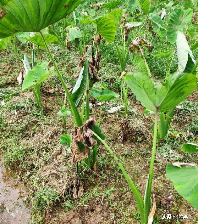 種植的芋頭出現大量爛葉甚至死苗是什麼原因?教你一招輕鬆解決