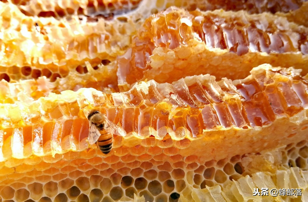 蜂巢蜜也被质疑是假的？蜂巢蜜假的可能有多大？答案来了