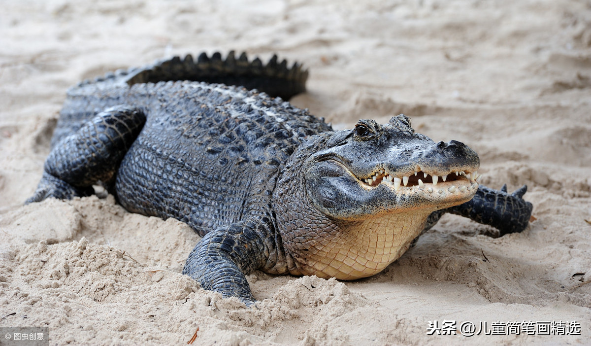 儿童简笔画精选-鳄鱼(Crocodile)的简笔画步骤