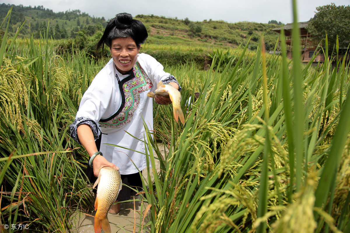 稻田怎么養(yǎng)魚？稻田養(yǎng)魚新模式的技術(shù)要點(diǎn)