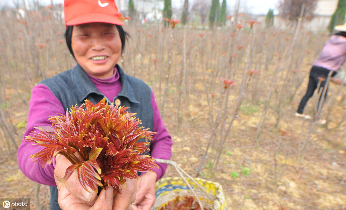 香椿树种植技术（手把手教你种香椿芽掌握6个关键技术）