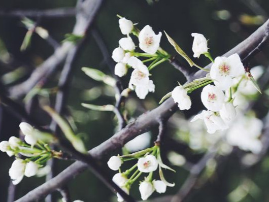 春天的诗之英文篇十首 Poems About Spring in English