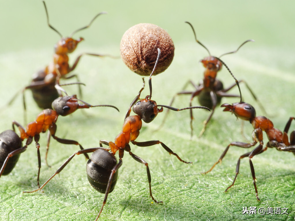 优秀习作--《蚂蚁搬食》