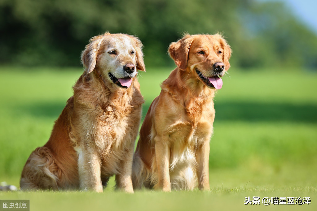 狗狗也能做亲子鉴定？临床兽医告诉你，不仅仅用来鉴定父子关系