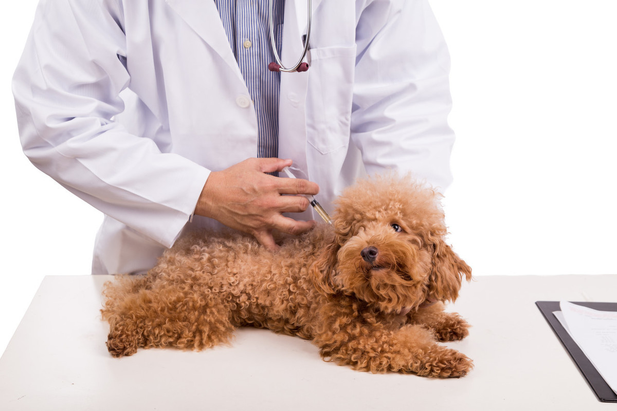 刚买了只狗狗不知道它有没有打疫苗怎么办？宠物医生教你3个办法