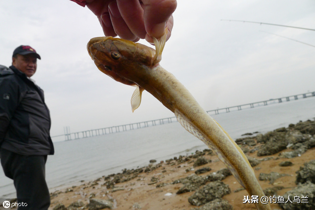 沙光魚正是肥美時,學會這種獨特串鉤方法,漁獲猛增