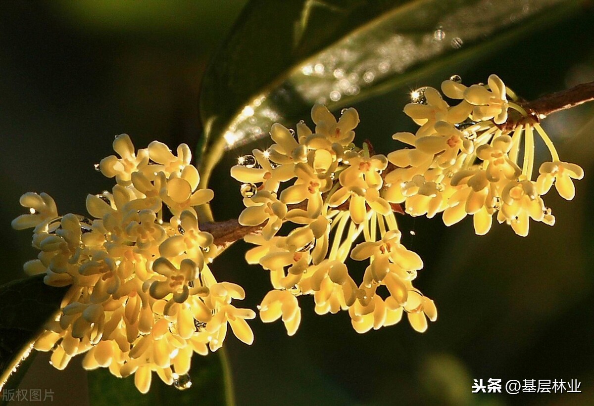 桂花树什么时候开花（金桂的开花时间与地域气候的关系）