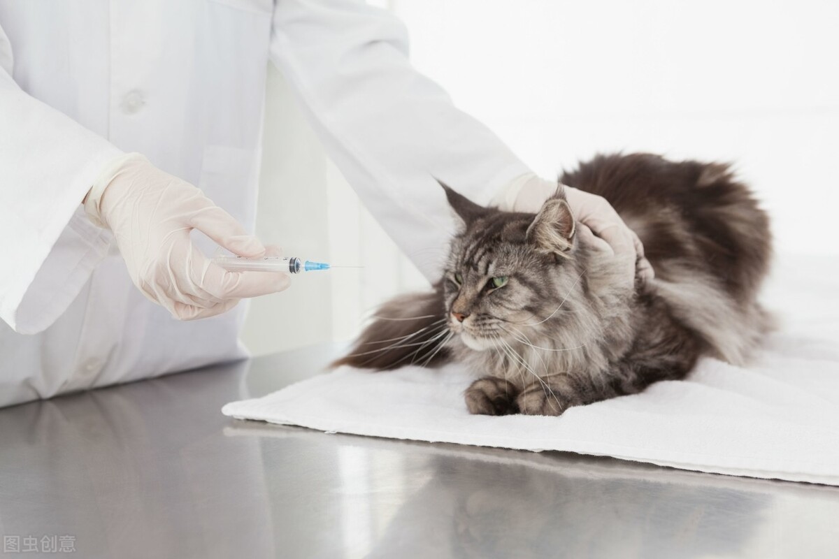被猫抓伤，真的需要打狂犬疫苗吗？带你正确看待狂犬疫苗