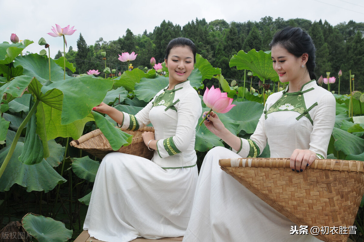 初秋正是采莲时：采莲南塘秋，莲花过人头